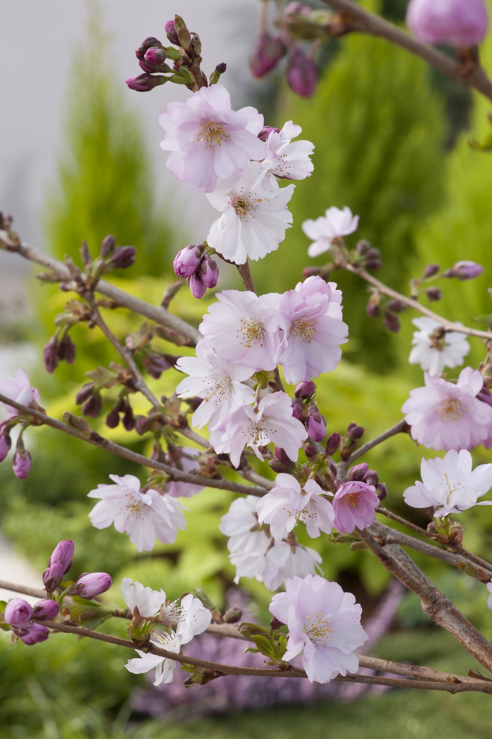Prunus 'Accolade', Sh 100-120