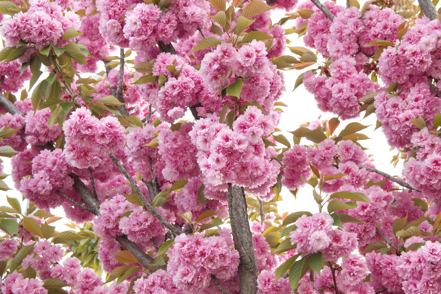 Prunus 'Kanzan', Sh 100-120
