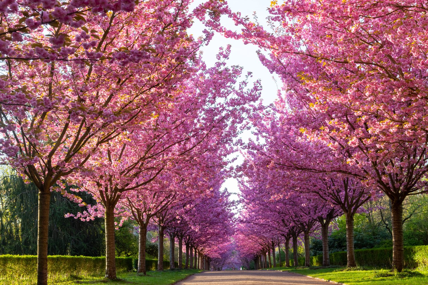 Prunus 'Kanzan', Sh 100-120