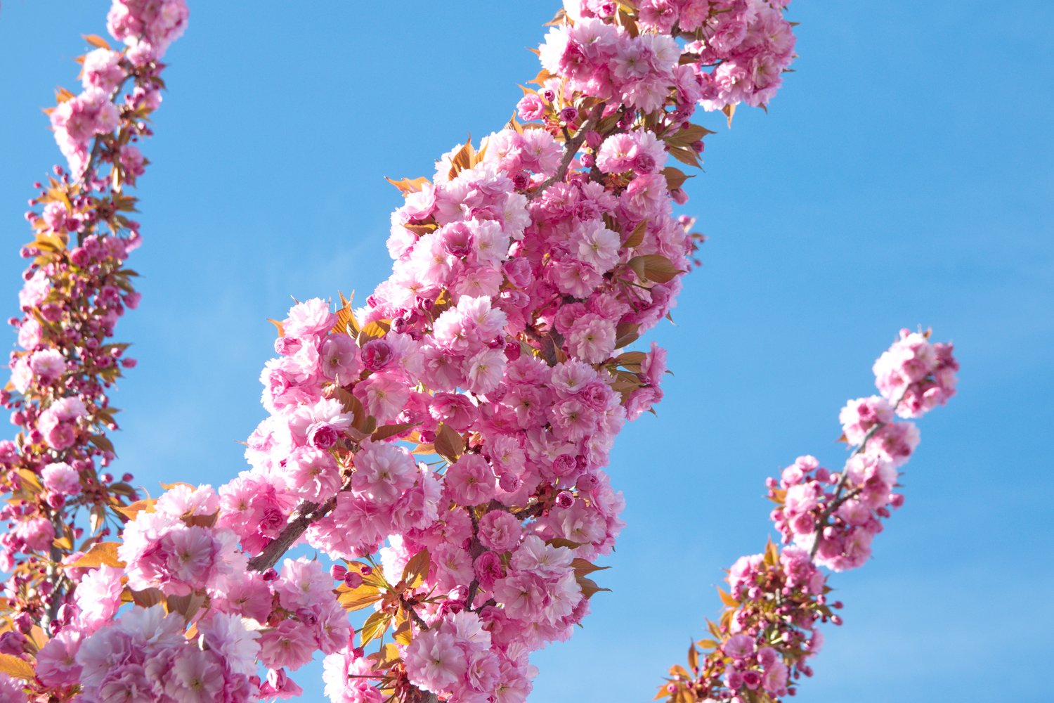Prunus 'Kanzan', Sh 100-120