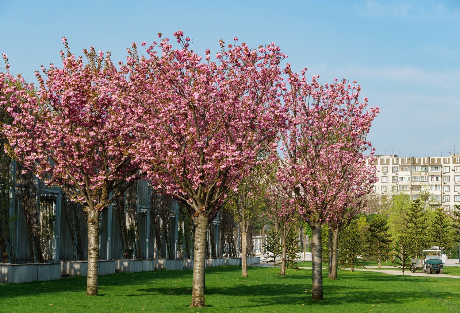 Prunus 'Kanzan', Sh 100-120