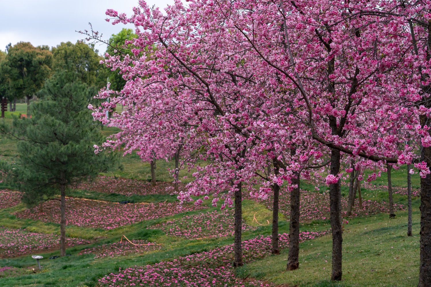 Prunus 'Kanzan', Sh 100-120