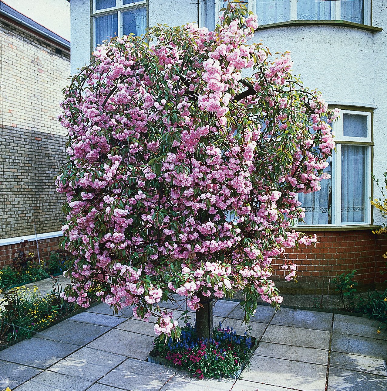 Prunus 'Kiku-shidare-zakura', Sh 100-120