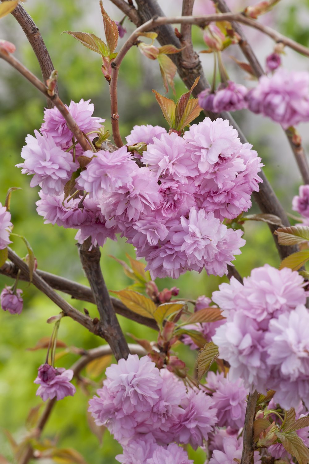 Prunus 'Kiku-shidare-zakura', Sh 100-120