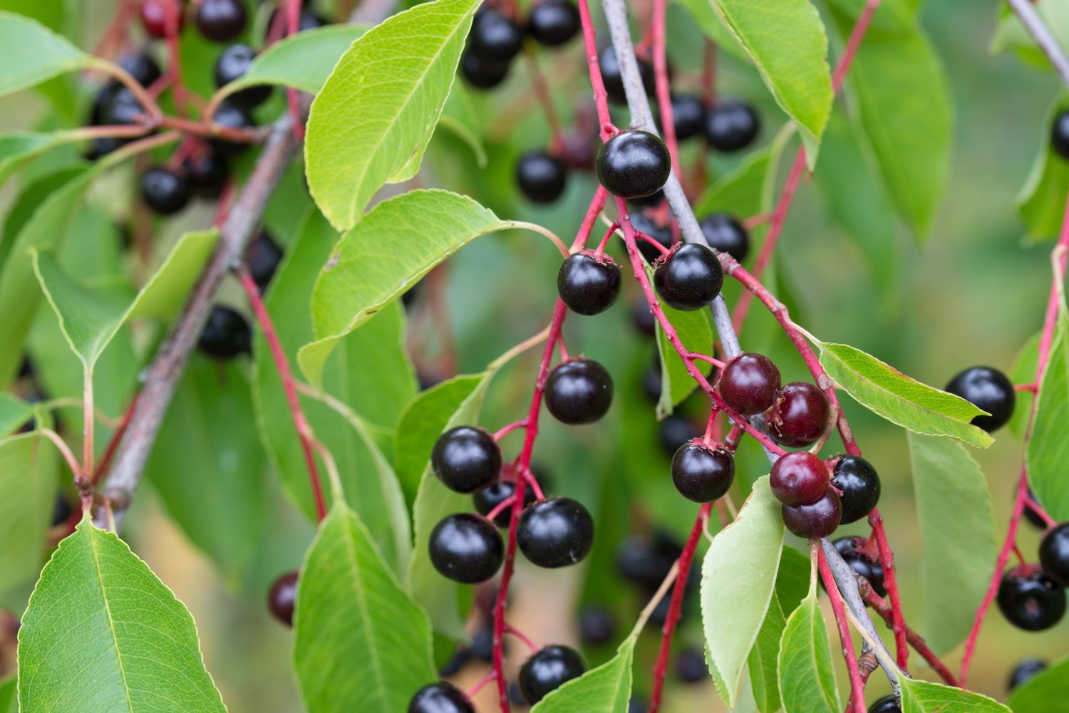 Prunus padus, Utr 120-175