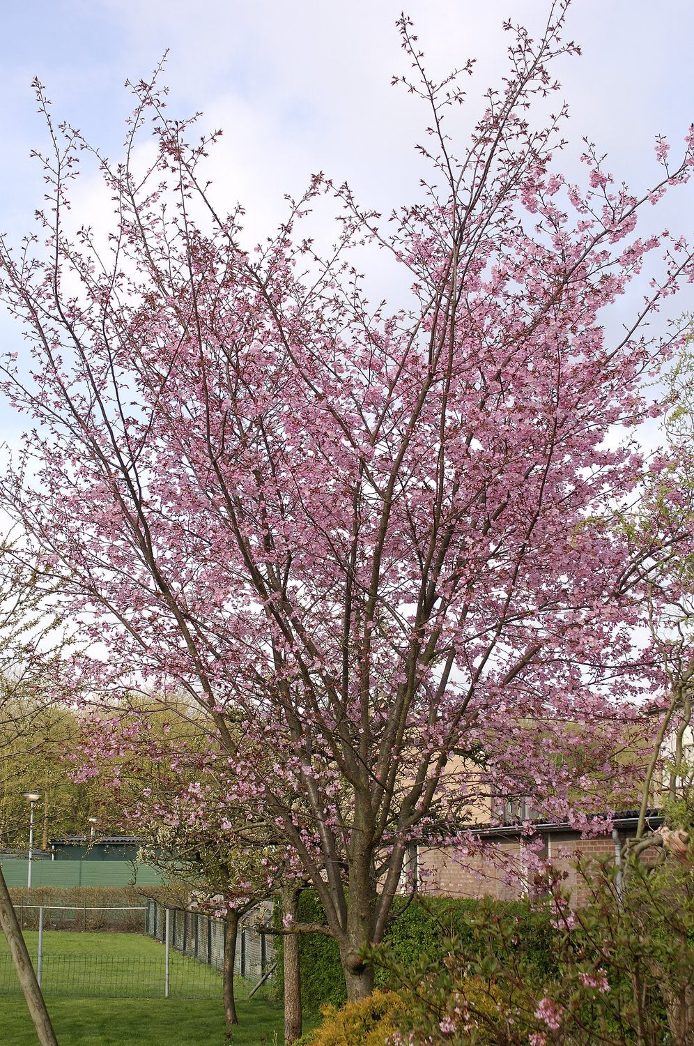 Prunus sargentii, Utr 150-200