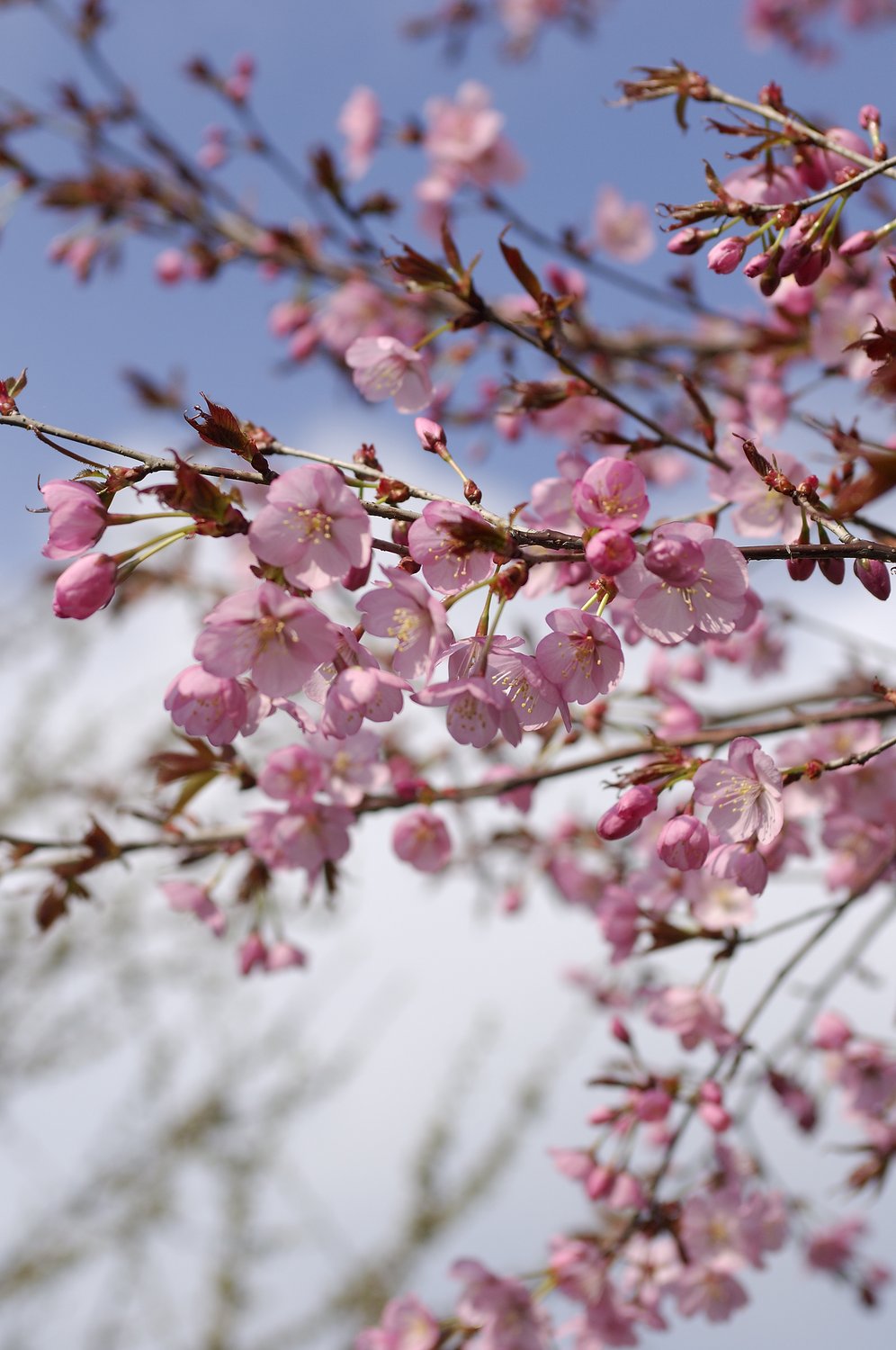 Prunus sargentii, Utr 150-200