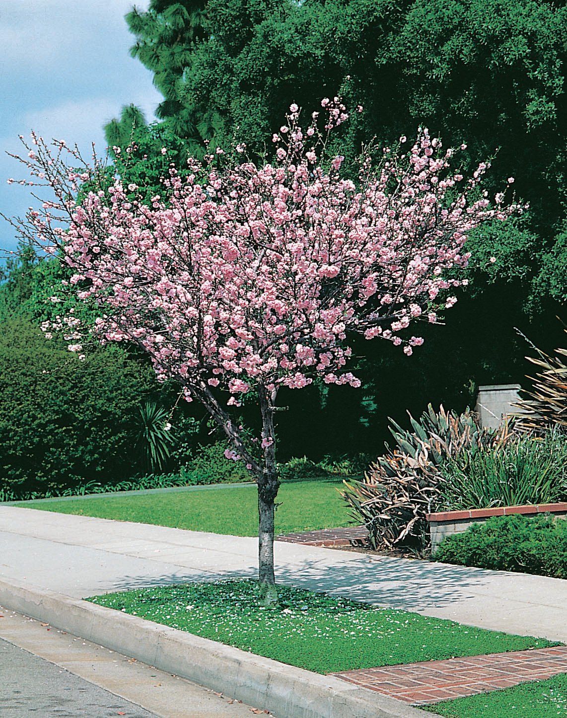 Prunus triloba, Sh 100-120