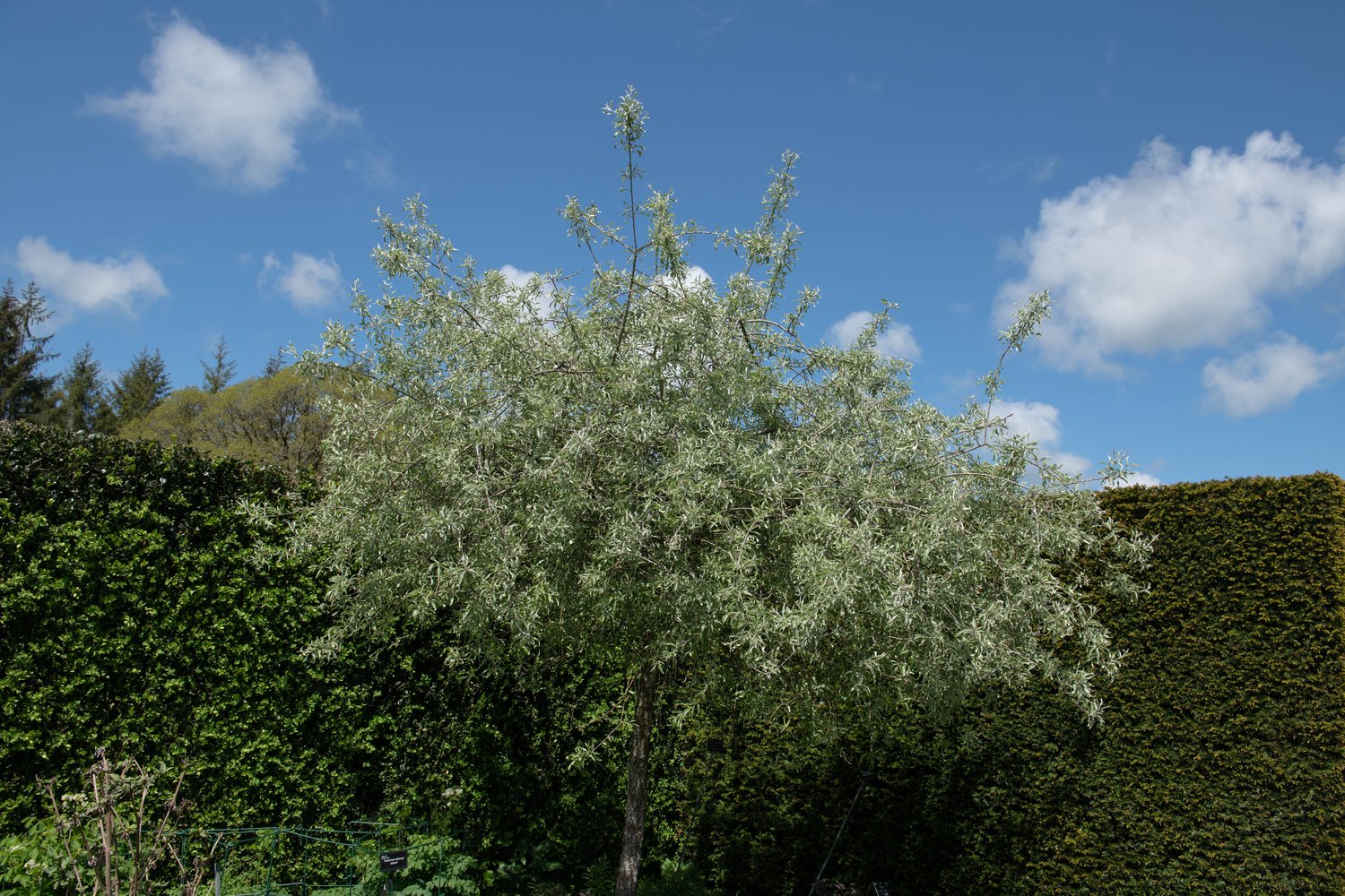Pyrus salicifolia 'Pendula', Sh 80-90