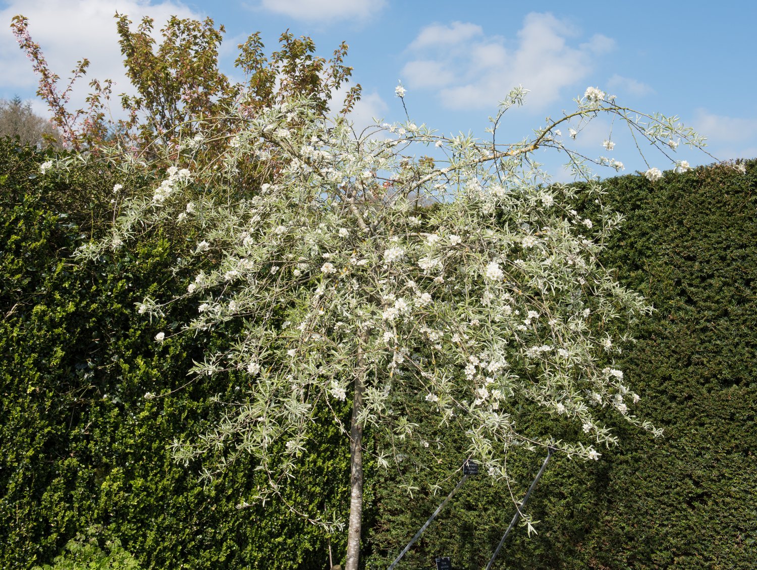 Pyrus salicifolia 'Pendula', Sh 100-120