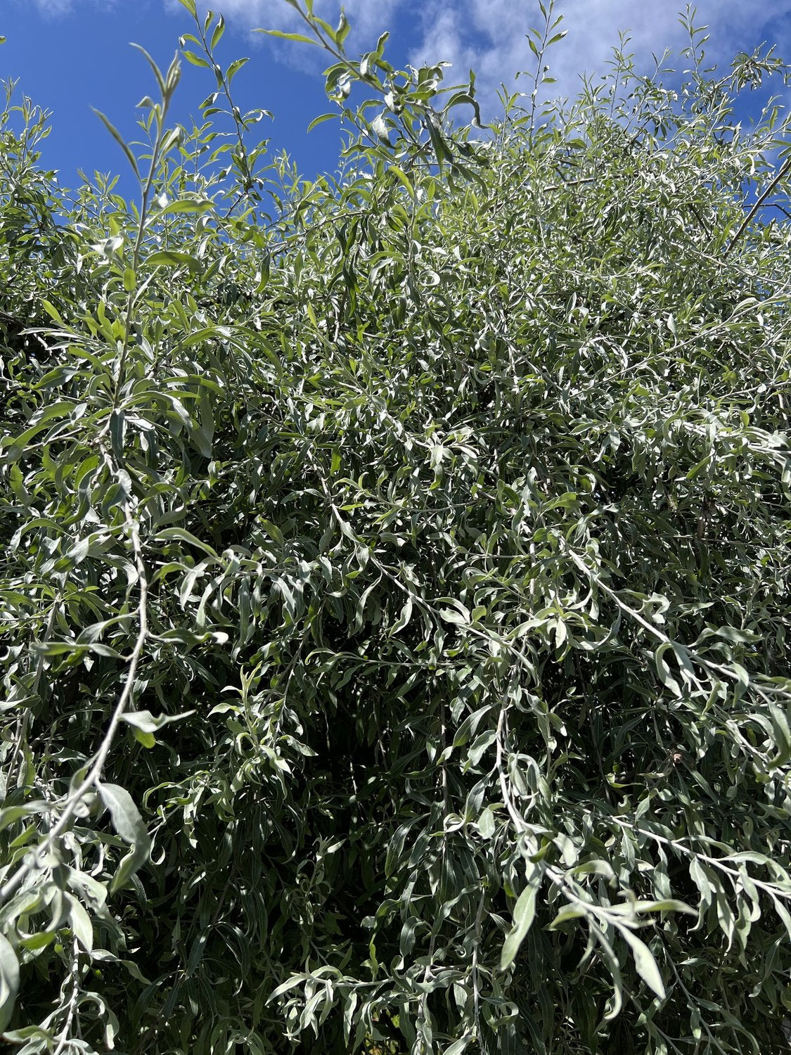 Pyrus salicifolia 'Pendula', Sh 100-120