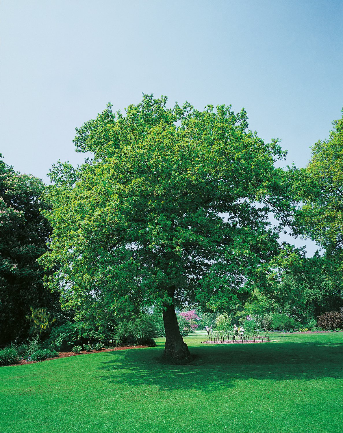 Quercus robur, Utr 150-200