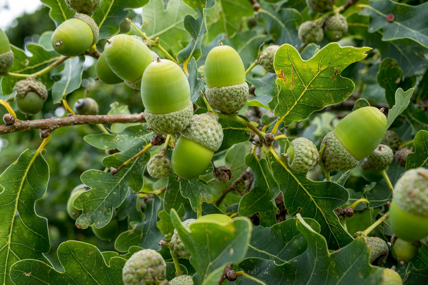 Quercus robur, Utr 150-200