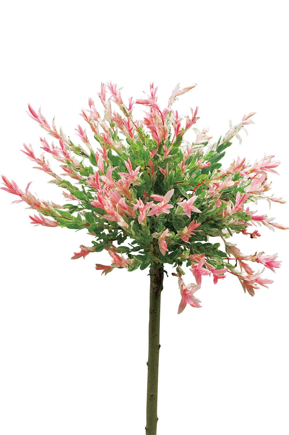 Salix integra 'Hakuro-nishiki', Sh 60