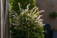 Salix integra 'Hakuro-nishiki', Sh 80-100
