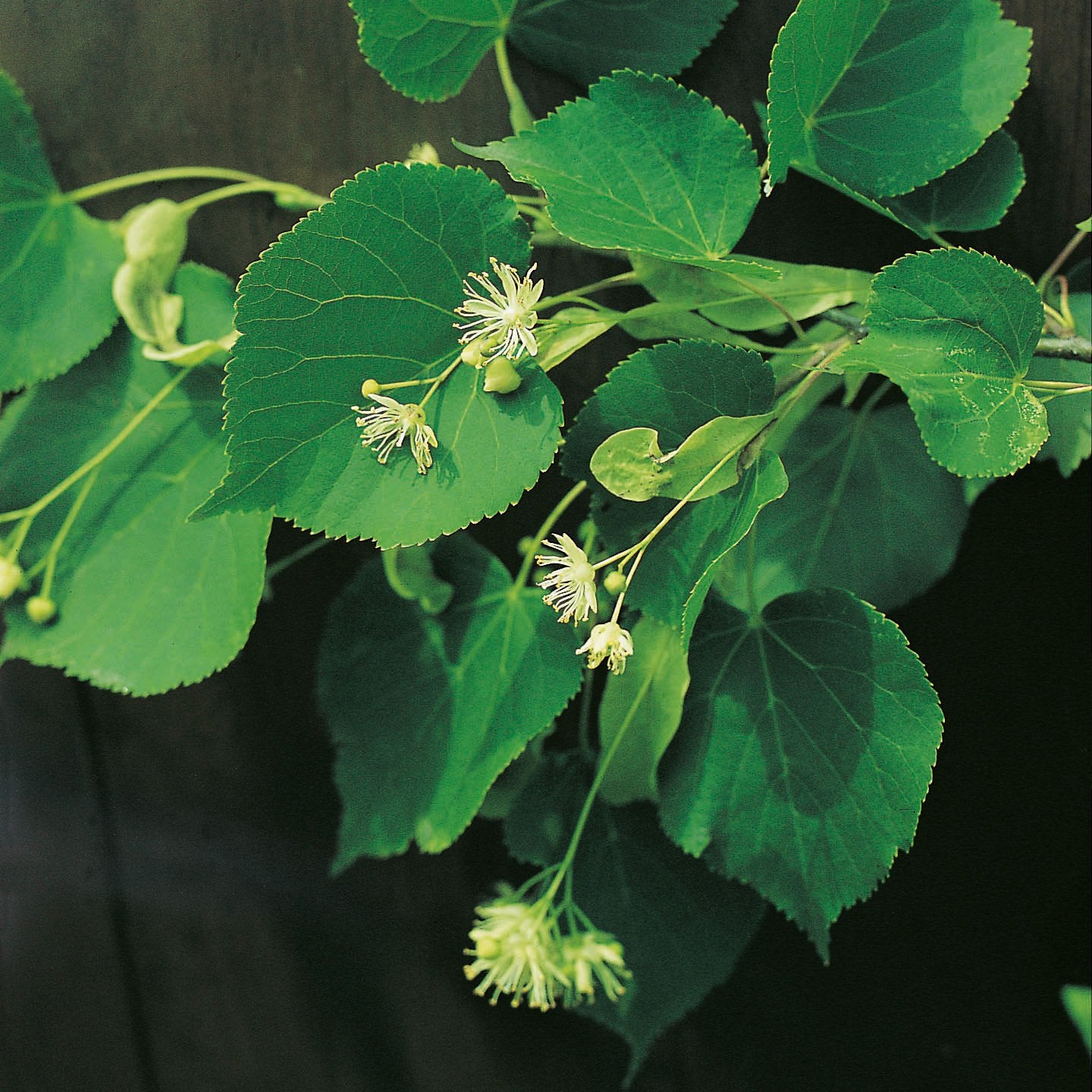 Tilia cordata, Utr 150-200