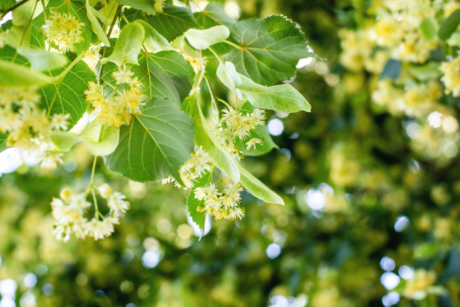Tilia cordata, Utr 150-200