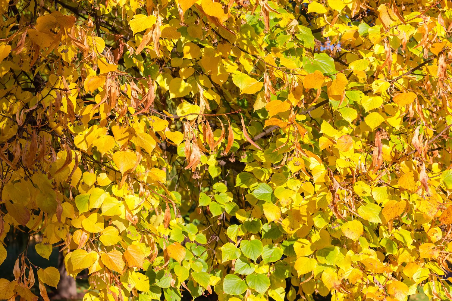 Tilia cordata, Utr 150-200