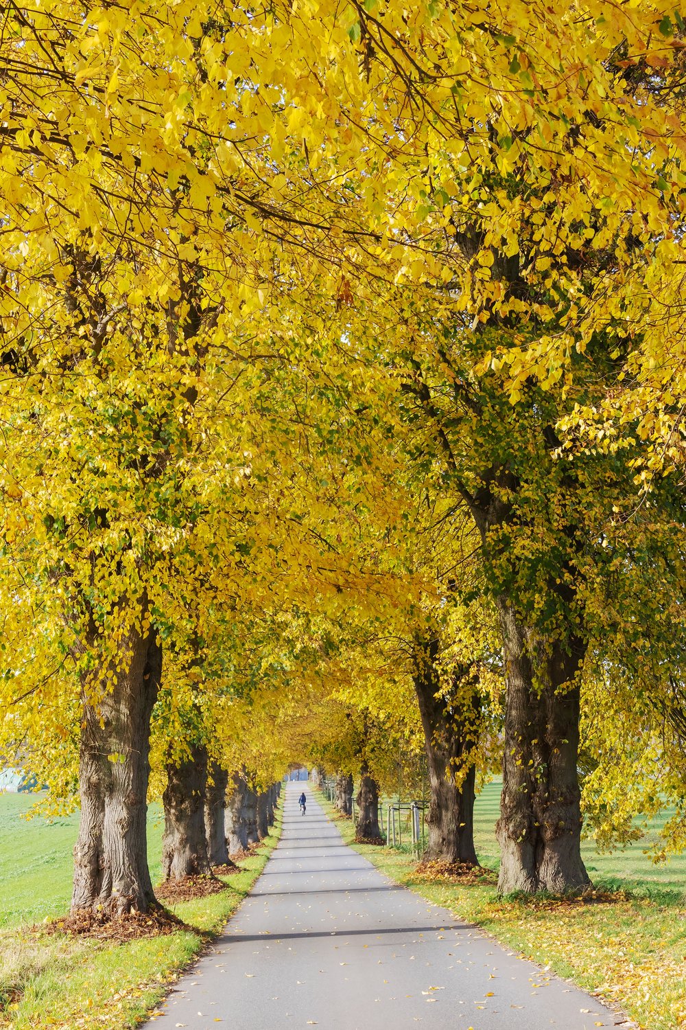 Tilia cordata, Utr 150-200