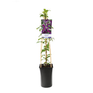 Clematis Noora