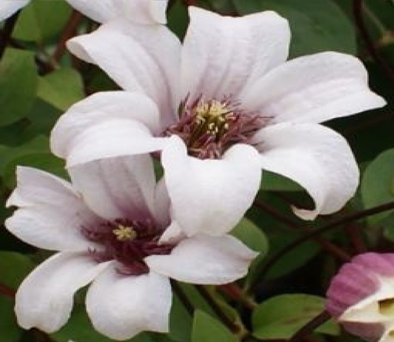 Clematis Princess Kate