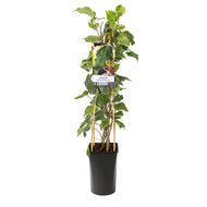 Hedera algeriensis 'Gloire de Marengo'