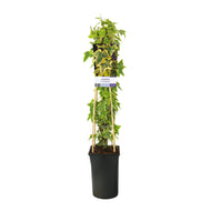 Hedera helix 'Goldchild'