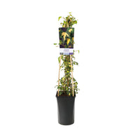 Hedera helix 'Goldheart'