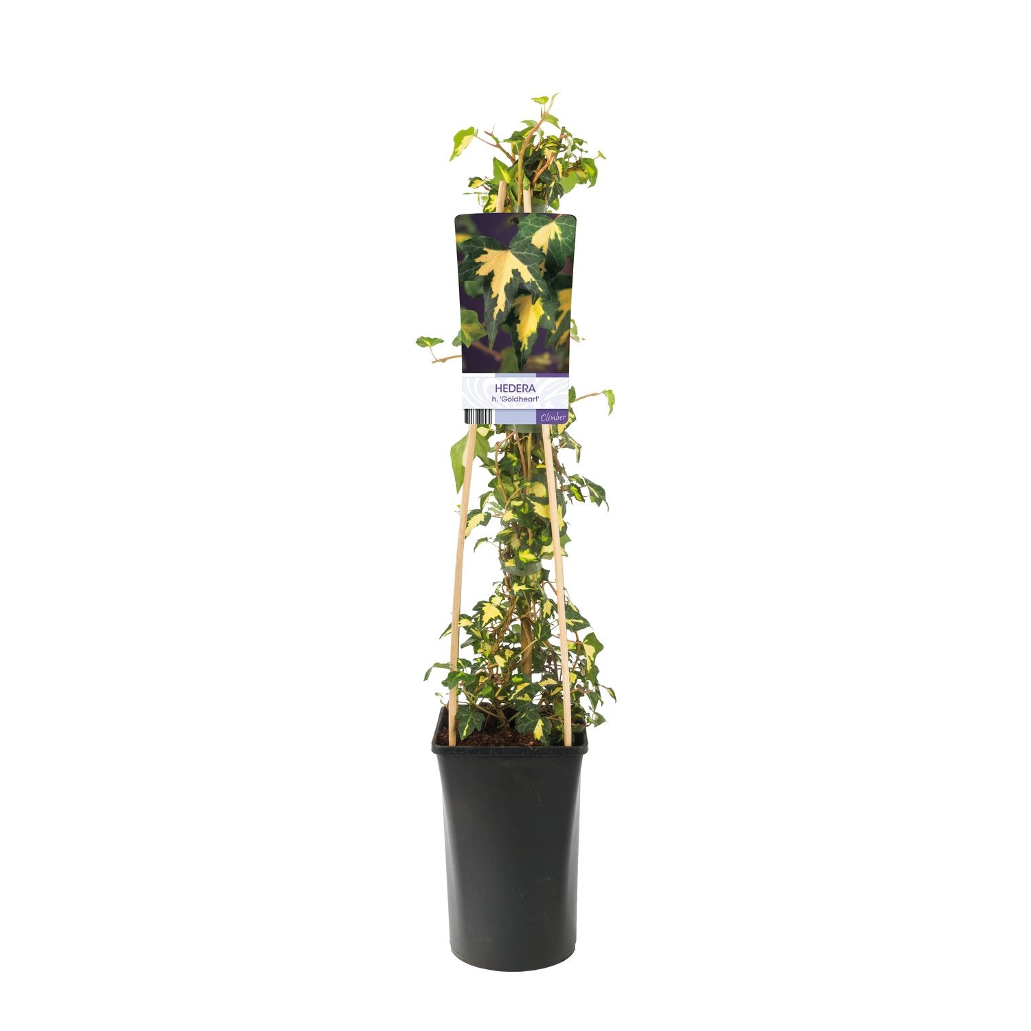 Hedera helix 'Goldheart'