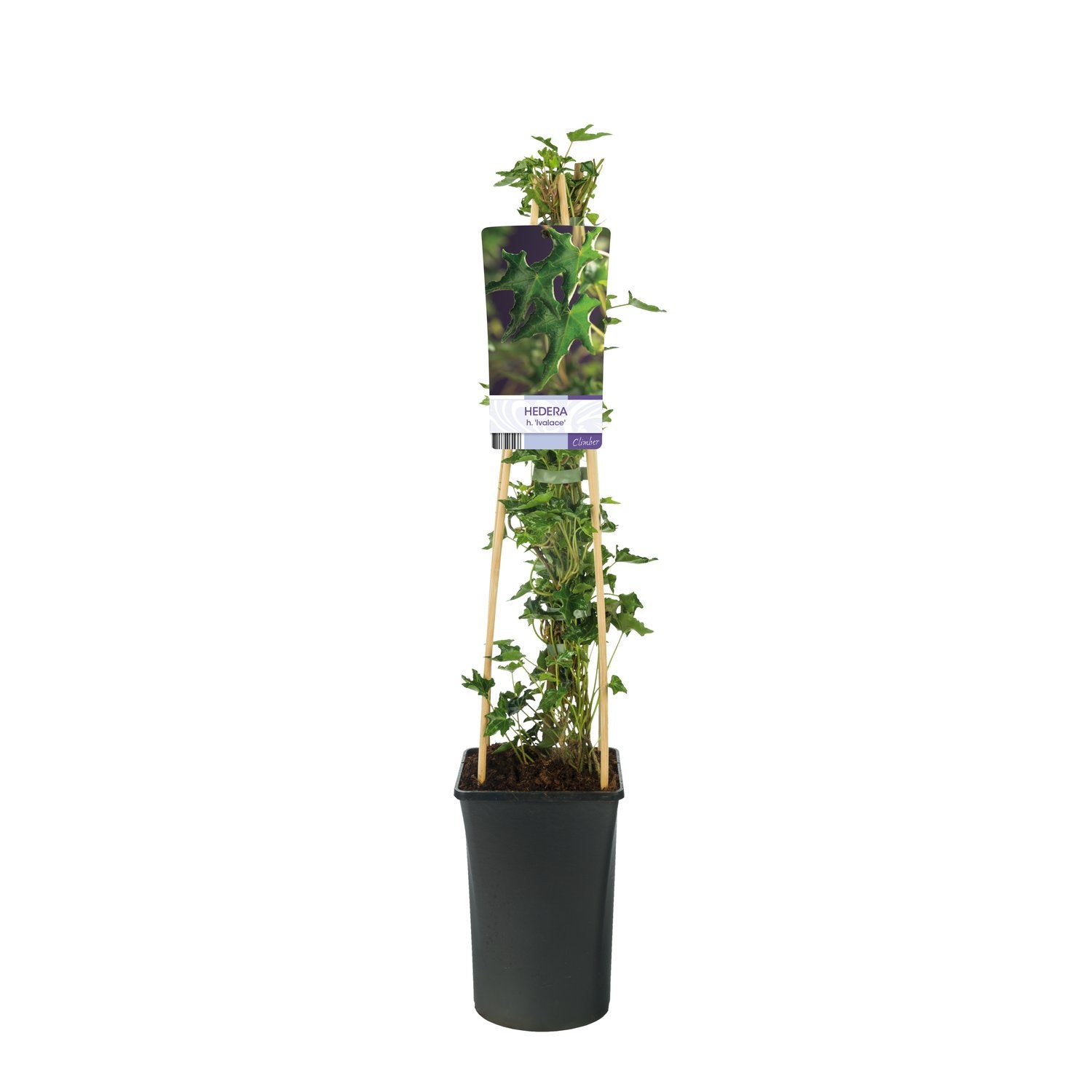 Hedera helix 'Ivalace'