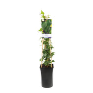 Hedera helix 'Natasja'