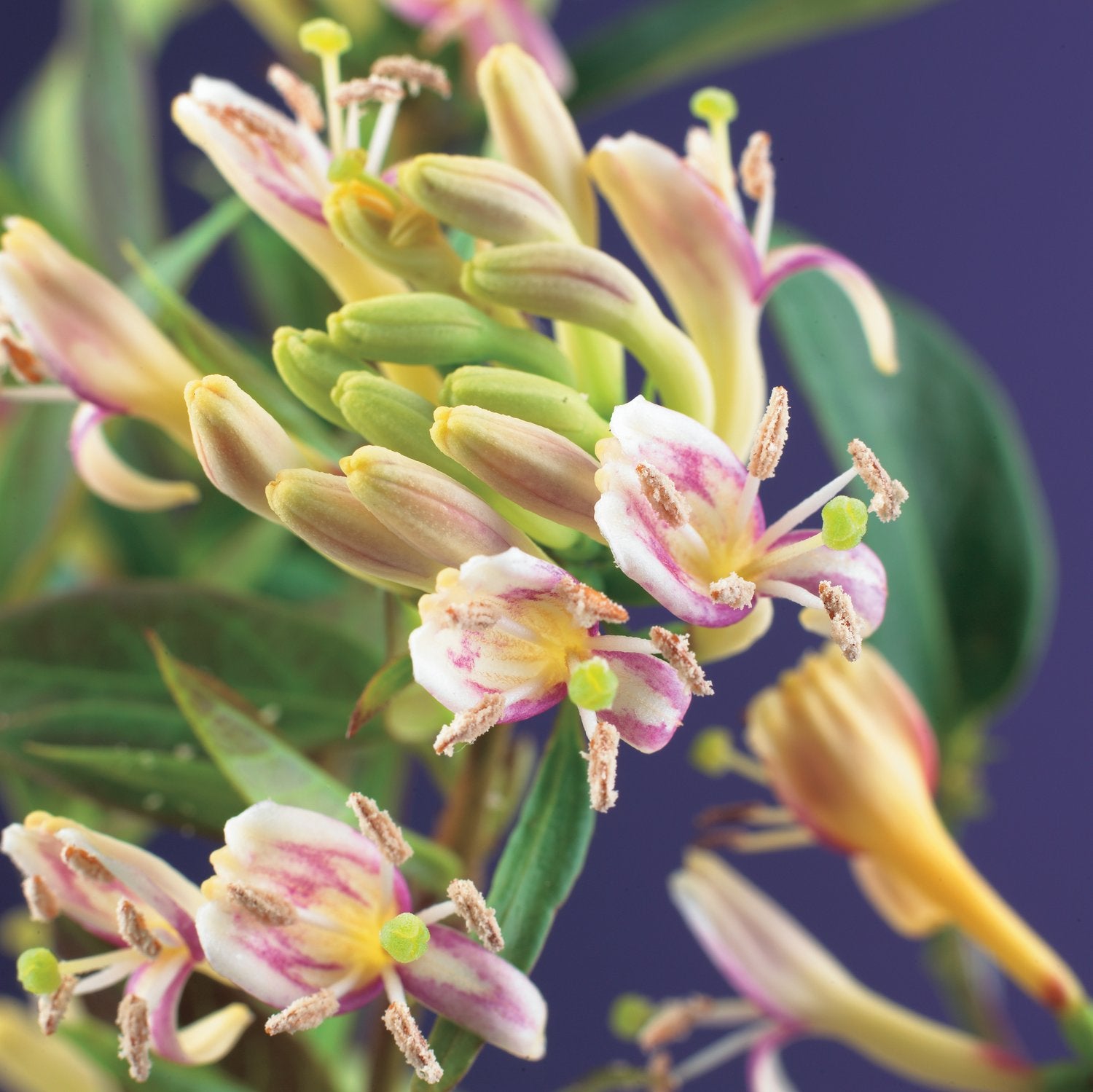 Lonicera henryi 'Copper Beauty'