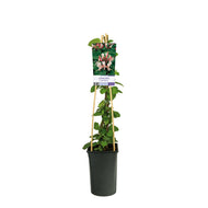 Lonicera japonica 'Red World'