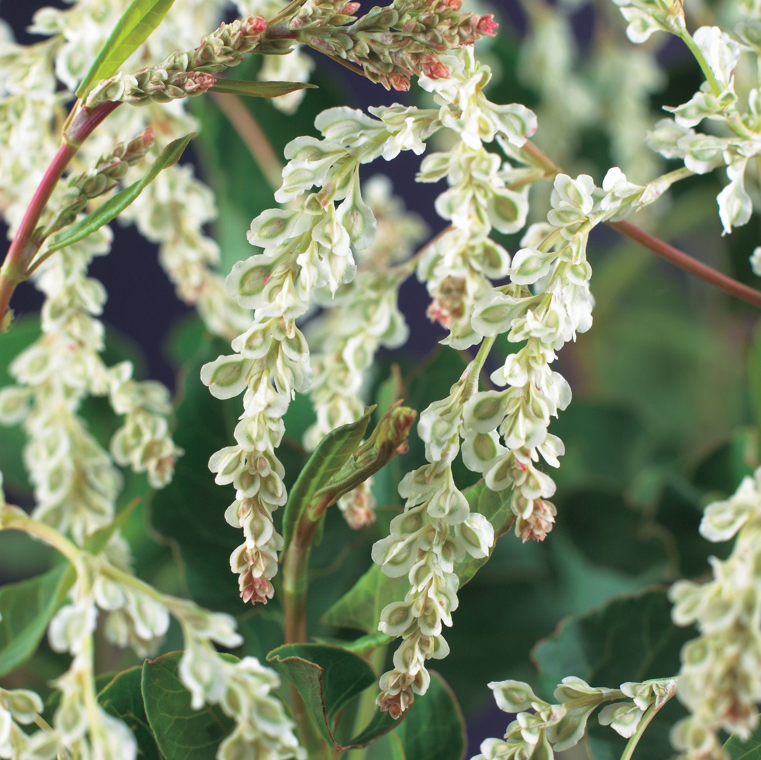 Fallopia baldschuanica