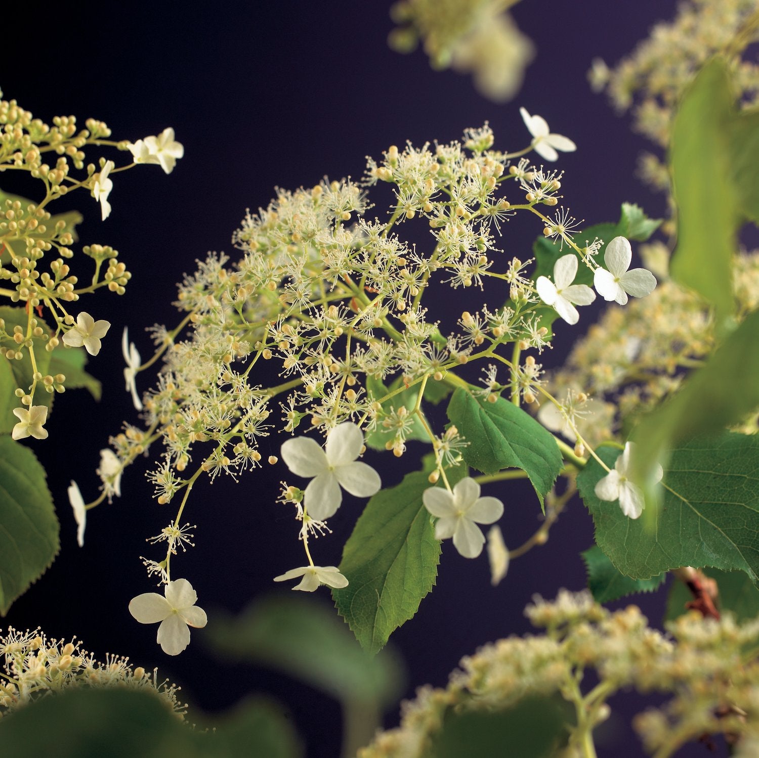 Hydrangea anomala ssp petiolaris