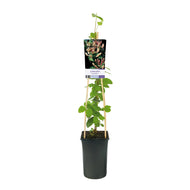 Lonicera caprifolium