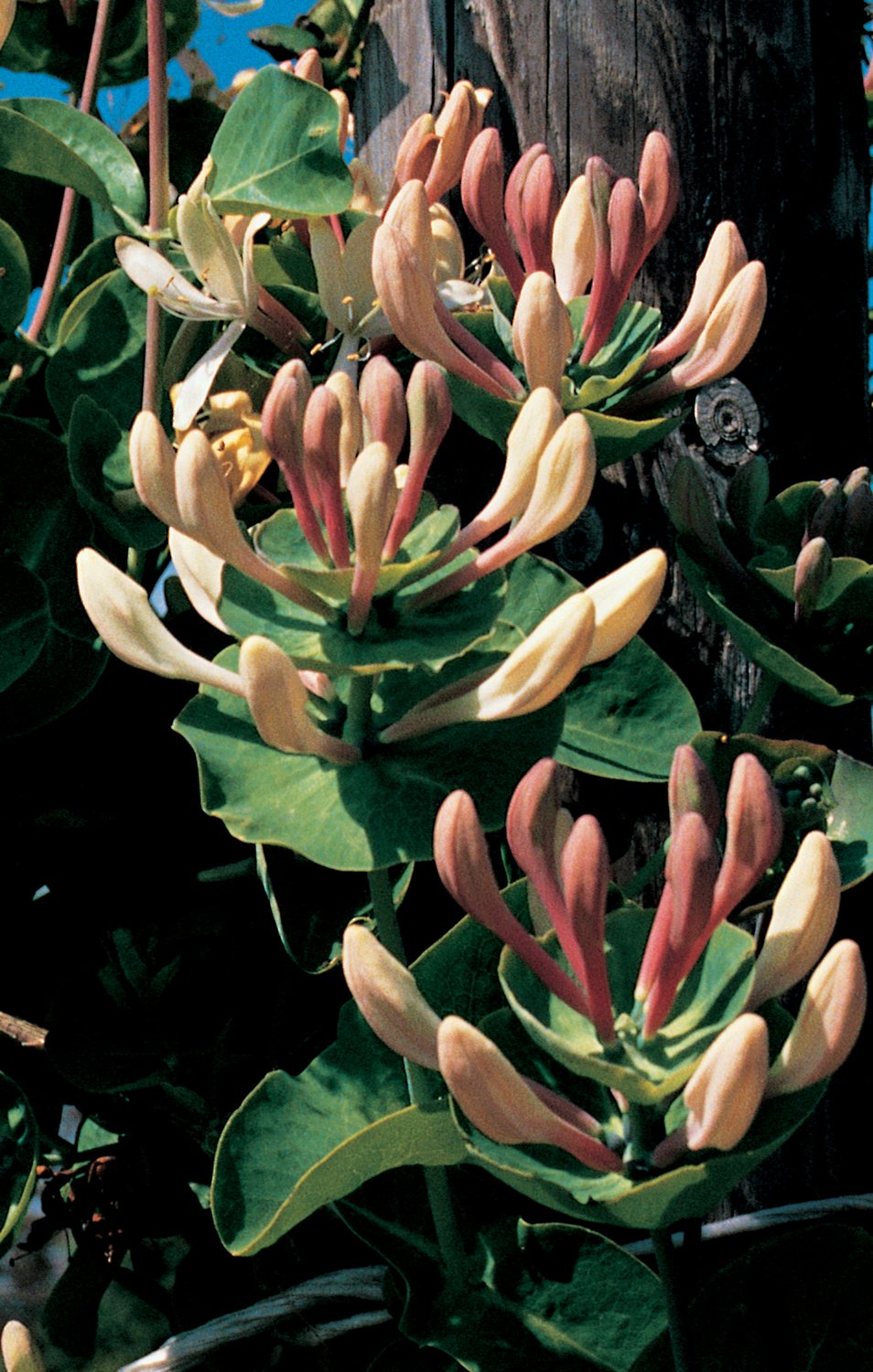 Lonicera caprifolium