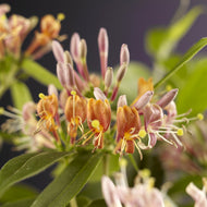 Lonicera henryi