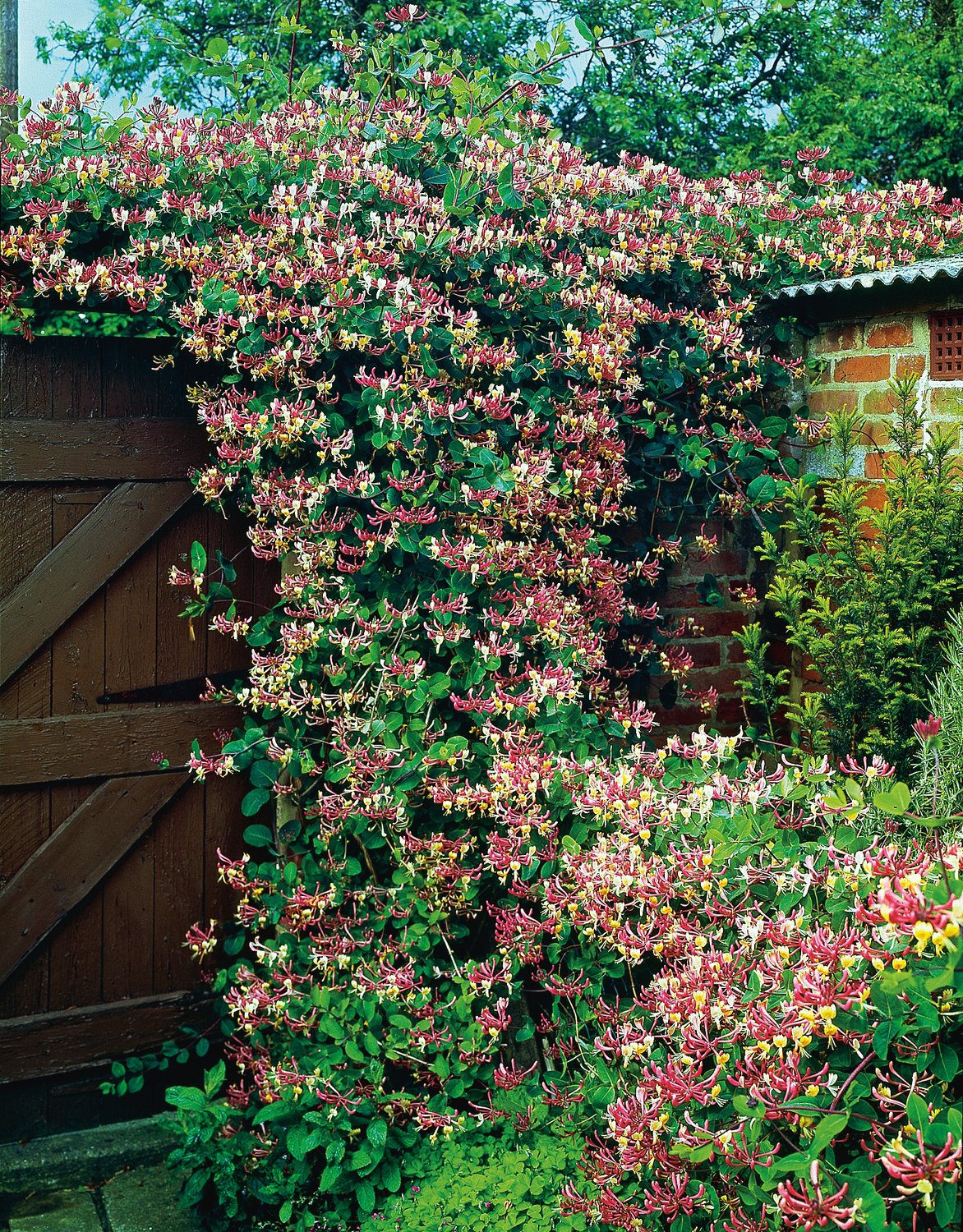 Lonicera periclymenum 'Serotina'