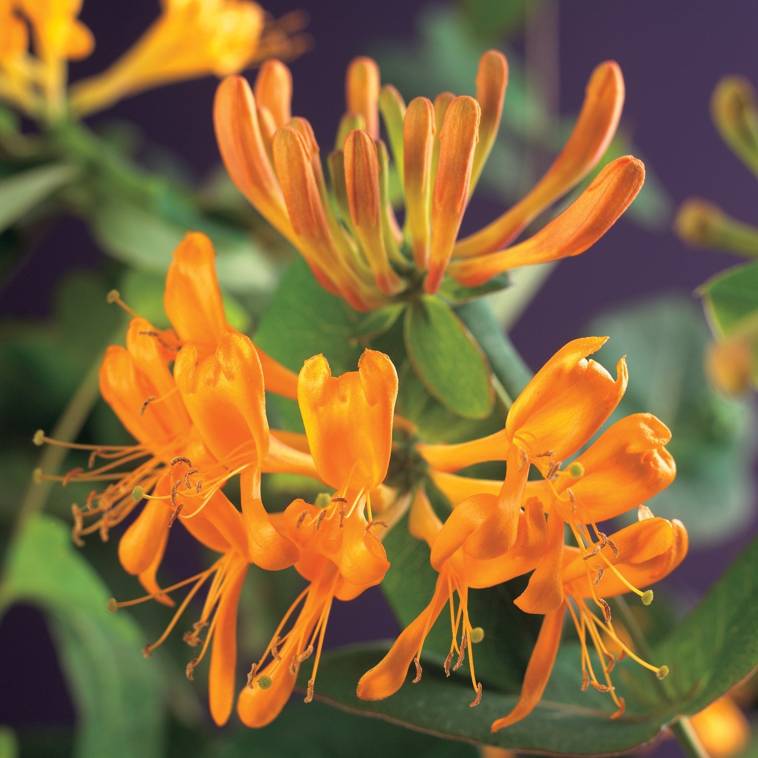 Lonicera x tellmanniana
