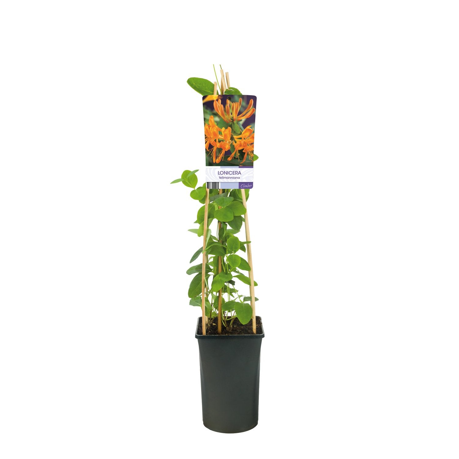 Lonicera x tellmanniana