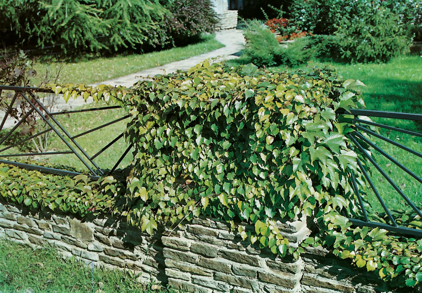 Parthenocissus tricuspidata 'Veitchii'
