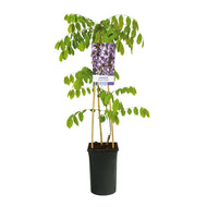 Wisteria sinensis 'Prolific'