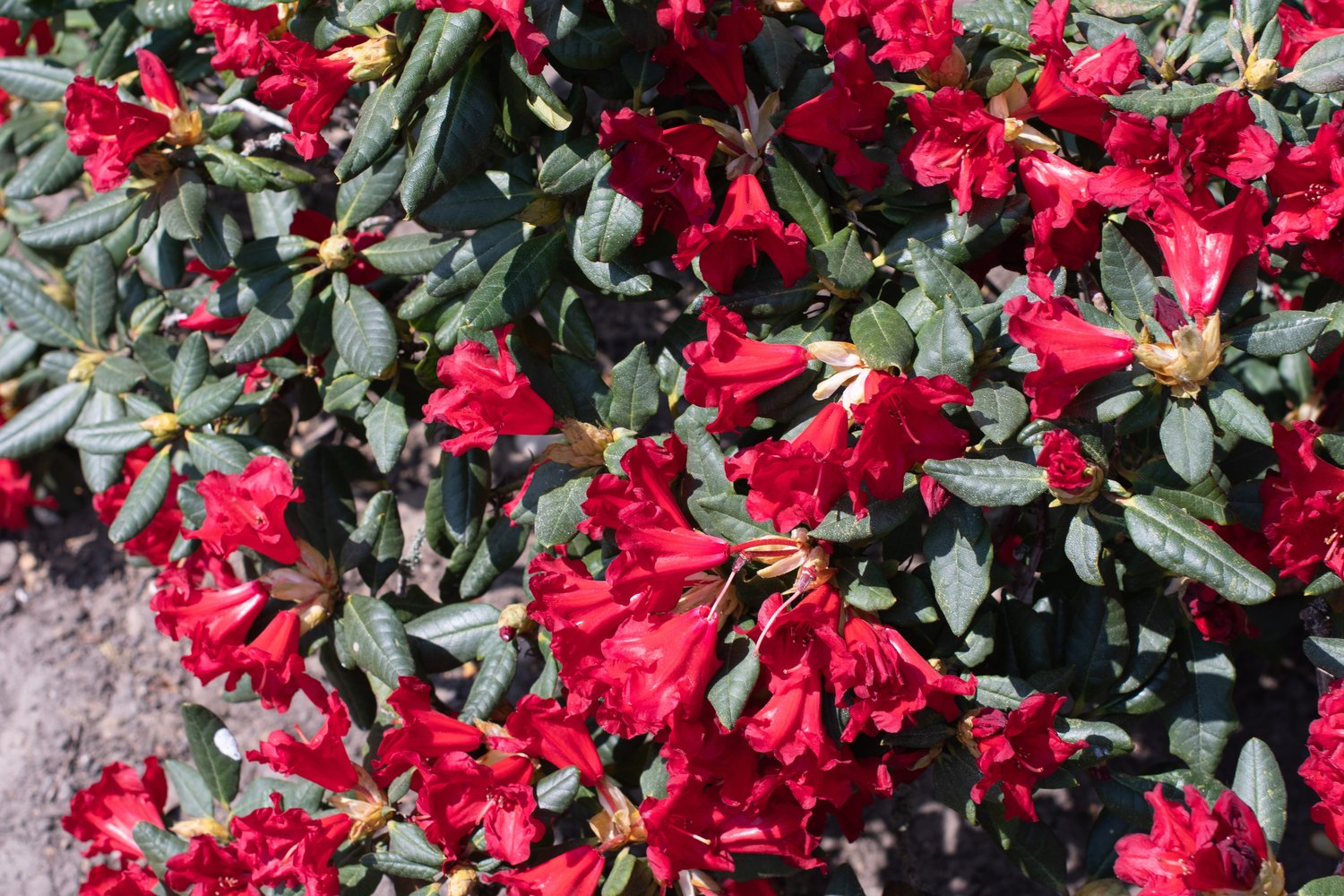 Rhododendron 'Baden-Baden', 15-20 cm