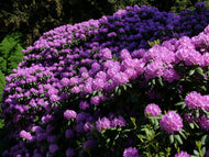 Rhododendron 'Catawbiense Grandiflorum', 30-40 cm