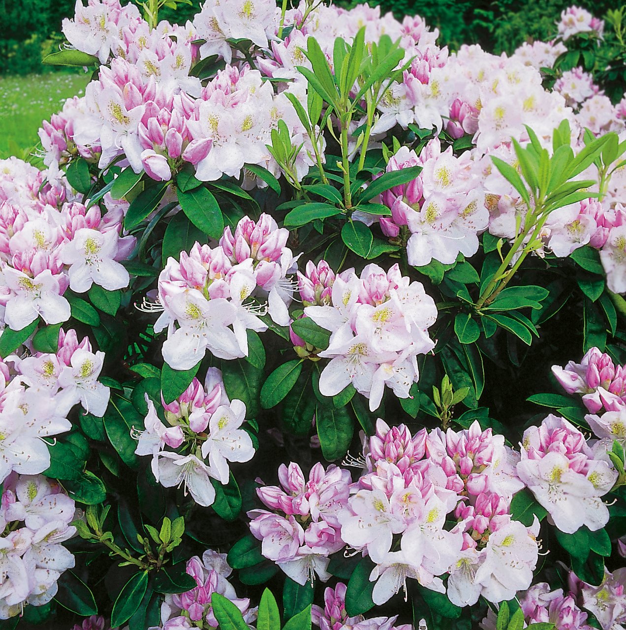Rhododendron 'Gomer Waterer', 30-40 cm