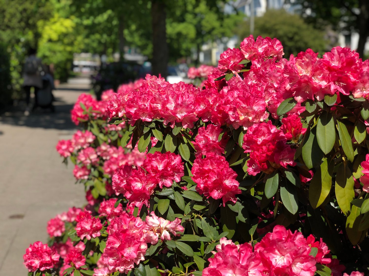 Rhododendron 'Morgenrot', 25-30 cm