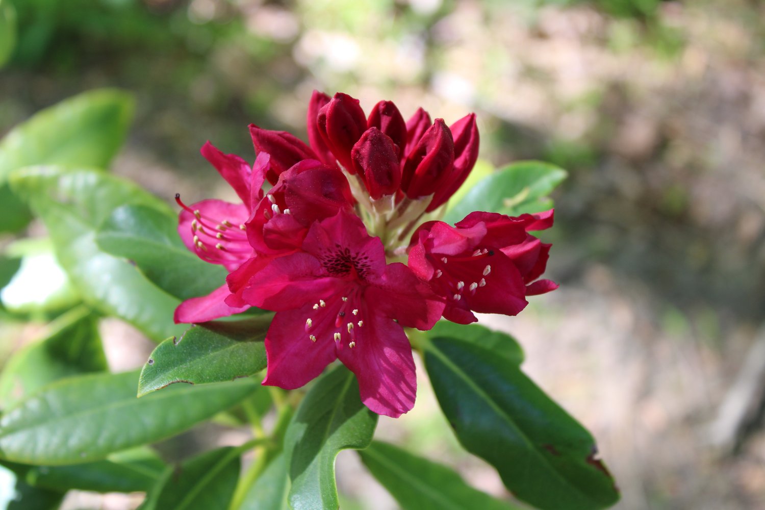 Rhododendron 'Nova Zembla', 30-40 cm