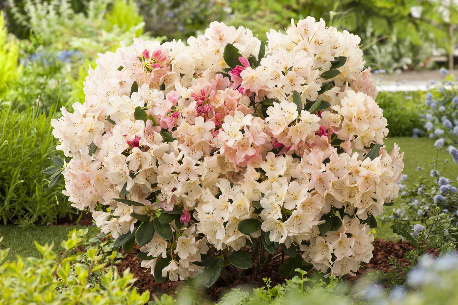 Rhododendron 'Percy Wiseman', 25-30 cm