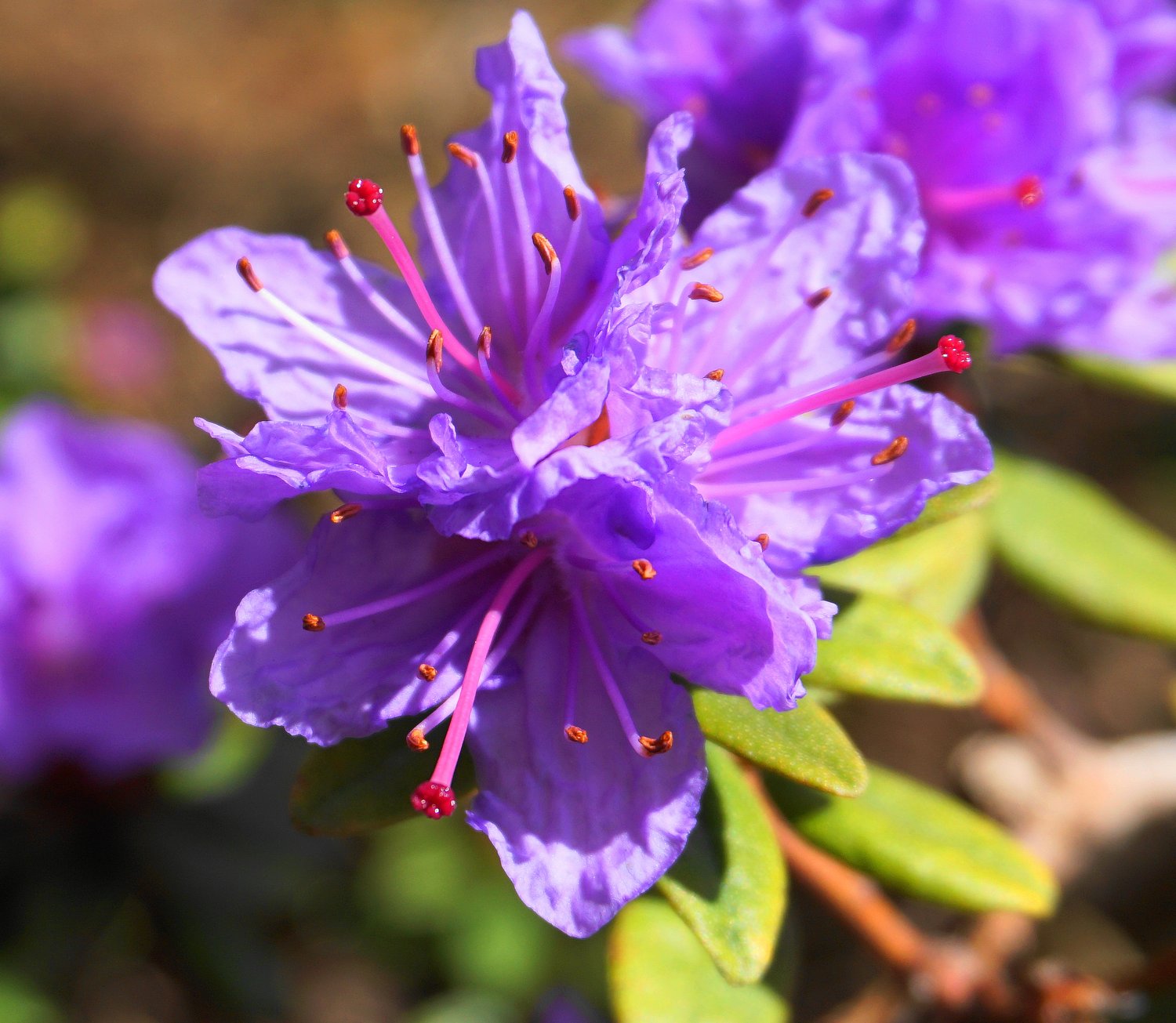 Rhododendron 'Ramapo', 20-25 cm